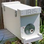Iris, one of our backyard pollinator hives.