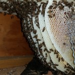 BZ Honey - Honey Bee Removal From a Barn.