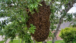 BZ Honey - Massive swarm in a front yard tree.