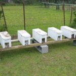BZ Honey - Your 5 frame nuc will be ready to grow into production hives.