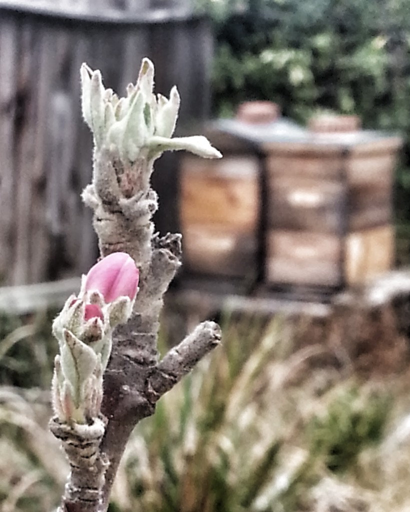 Honey as a Natural Cough Suppressant BZ Honey