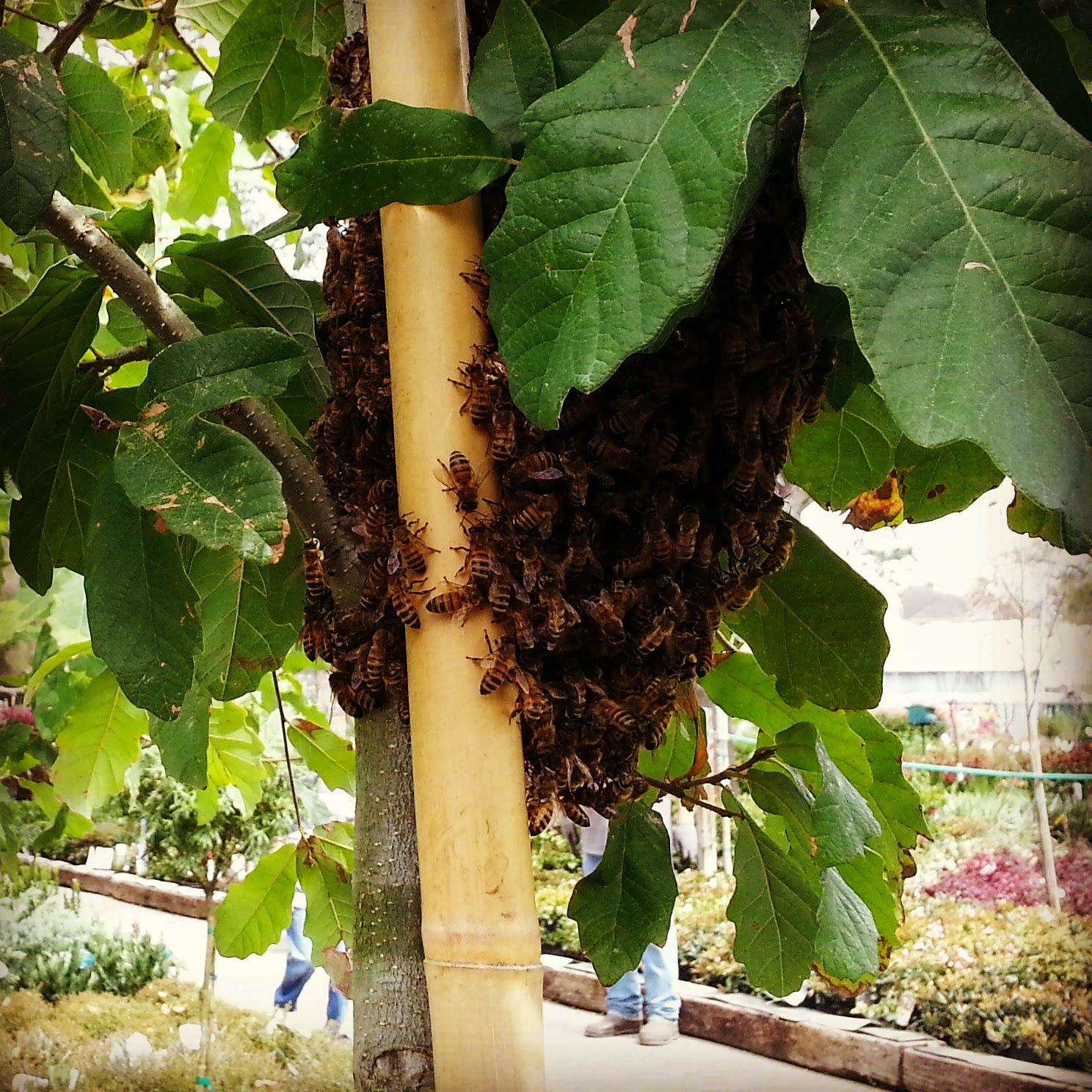 BZ Honey - 2015 Honey Bee Swarm