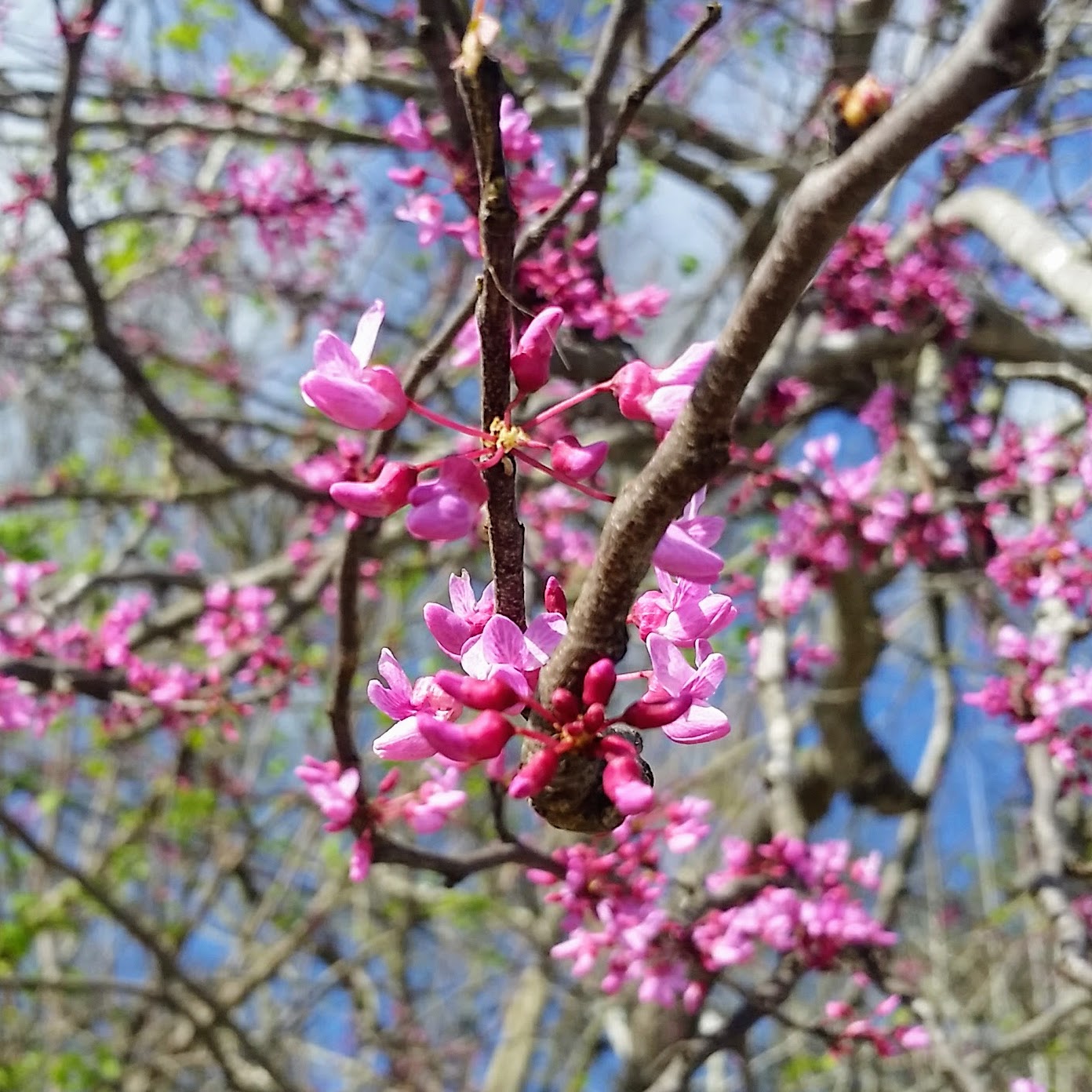 BZ Honey - The redbud blossom is a sure sign of Spring in Texas.