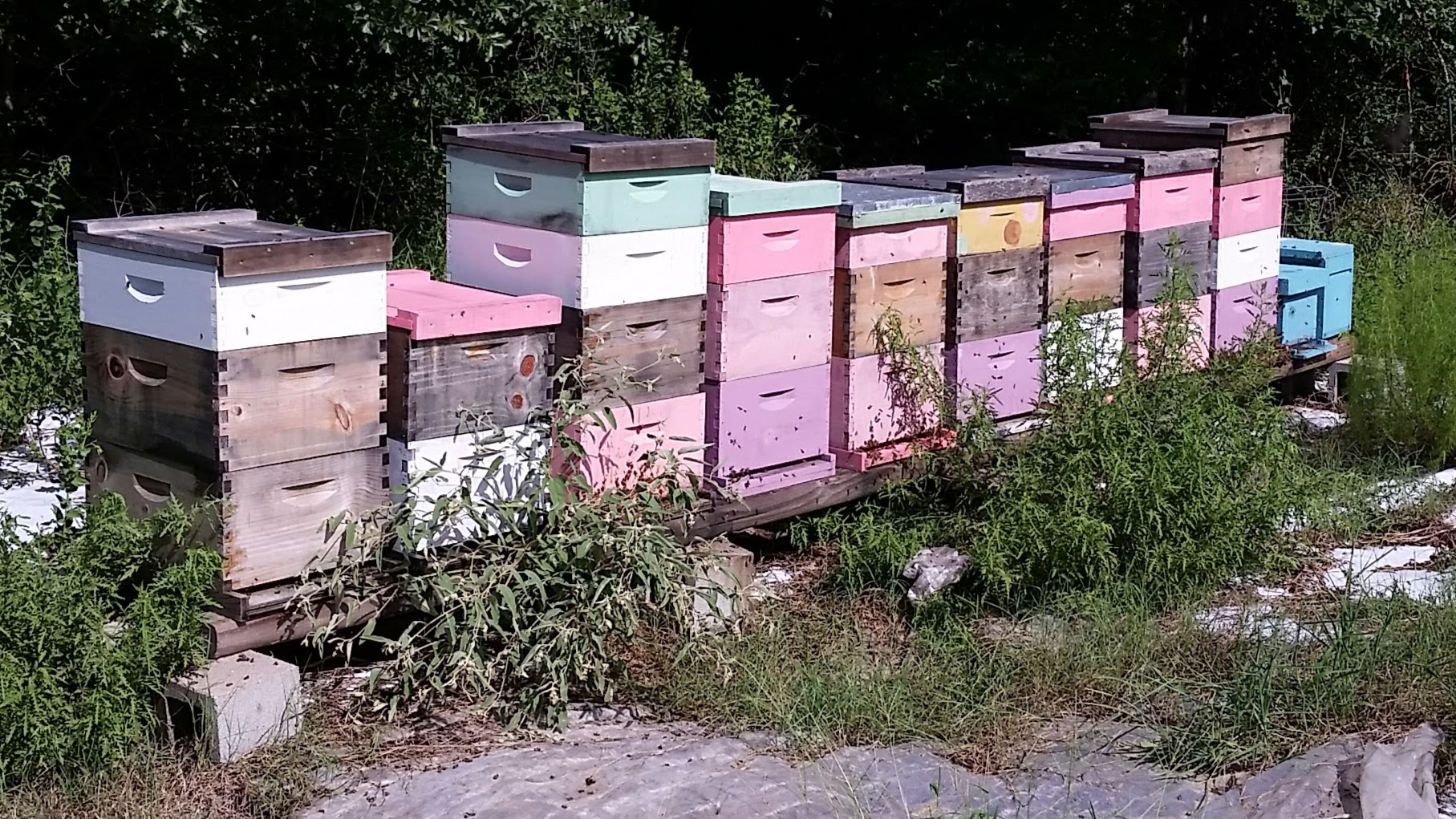 BZ Honey - Our hives in Katy are still standing after Hurricane Harvey.